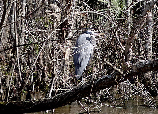 swamp heron